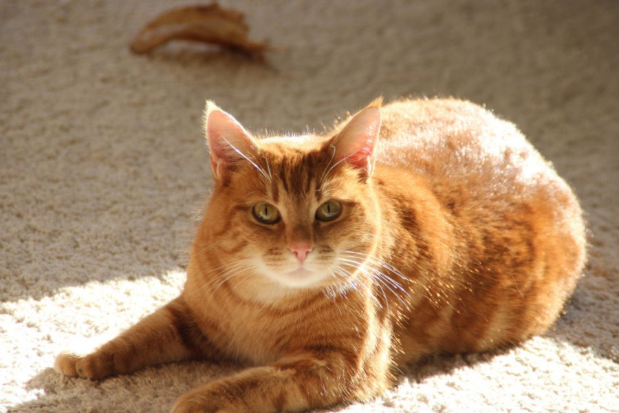 gatos coronavirus