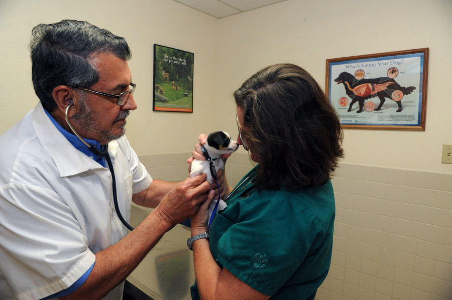 Chihuahua veterinario denuncia