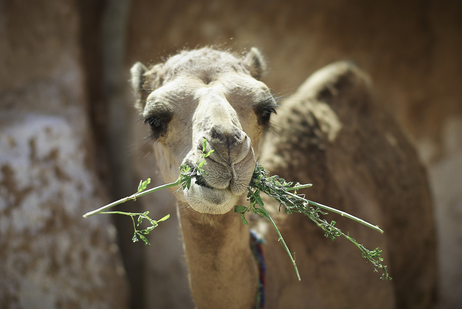 Camellos dromedarios coronavirus