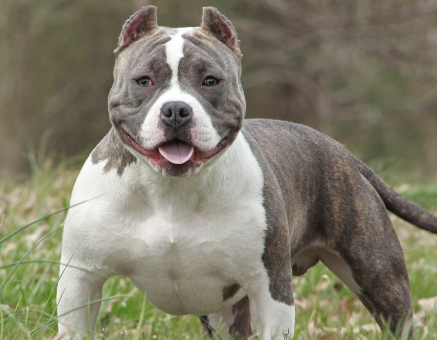 American bully corte orejas