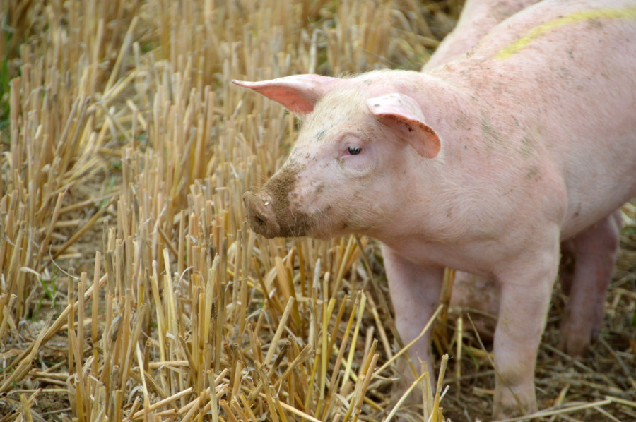 cerdos peste porcina africana circovirus porcino