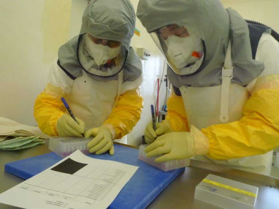 coronavirus veterinario veterinaria covid19