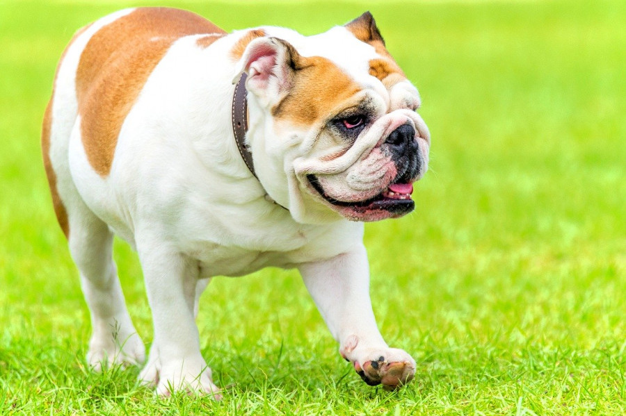 English bulldog 2705136 1280
