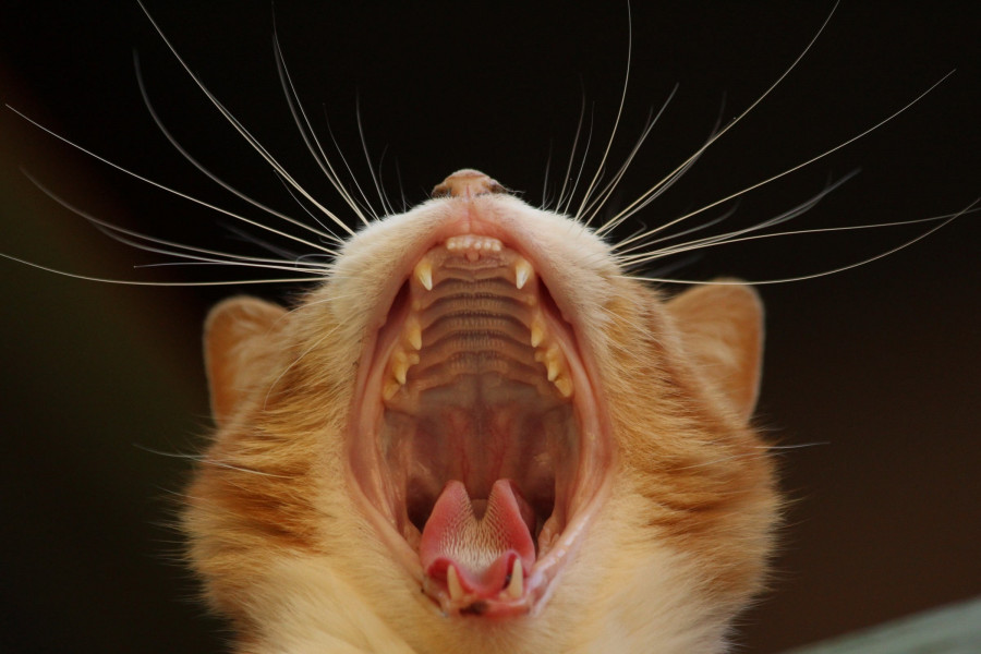 enfermedad dental gatos