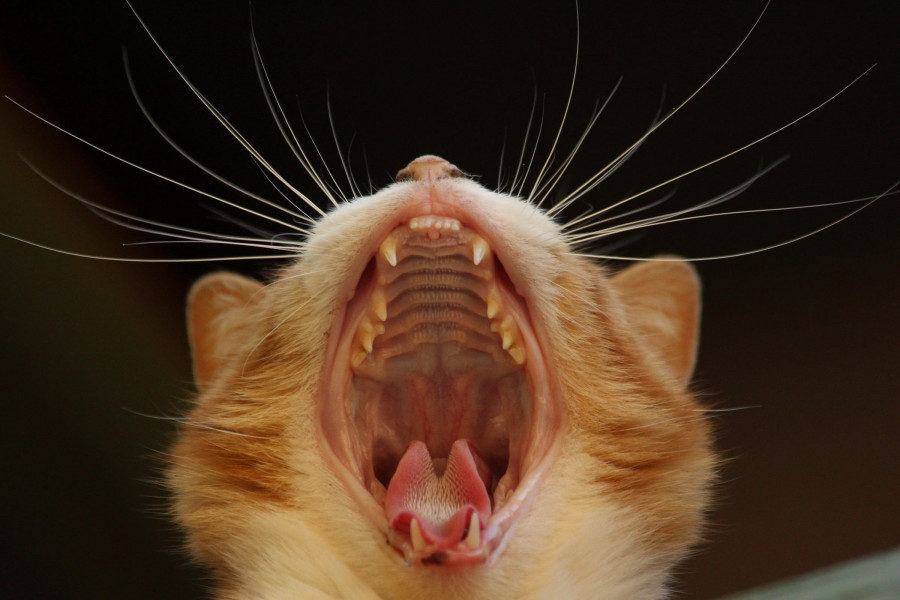 enfermedad dental gatos
