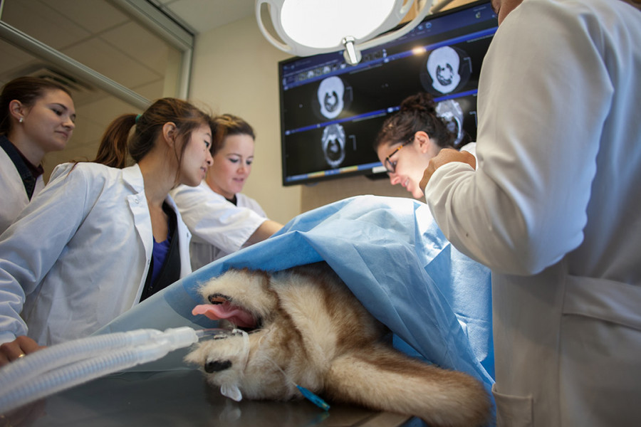 Becas veterinaria