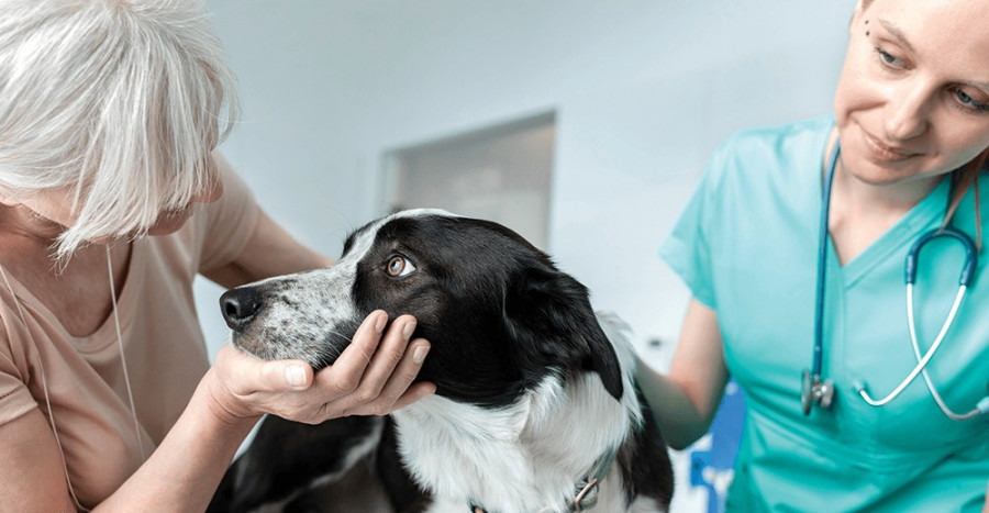 Consulta veterinaria cuarentena gastroenteritis