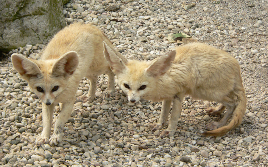 Mascotas exóticas