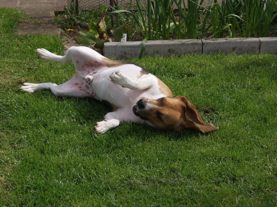perros epilepsia canina