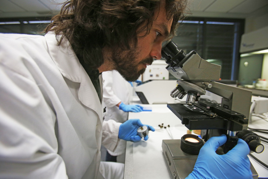 Test coronavirus COVID 19 mascotas animales perros gatos