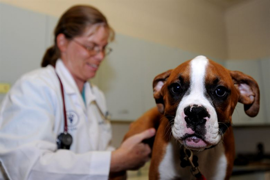 leishmania leishmaniosis perros