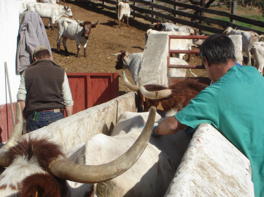 Sanidad animal Vacas saneamiento ganadero
