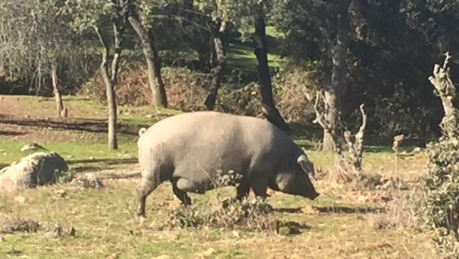 Circovirus porcino cerdos