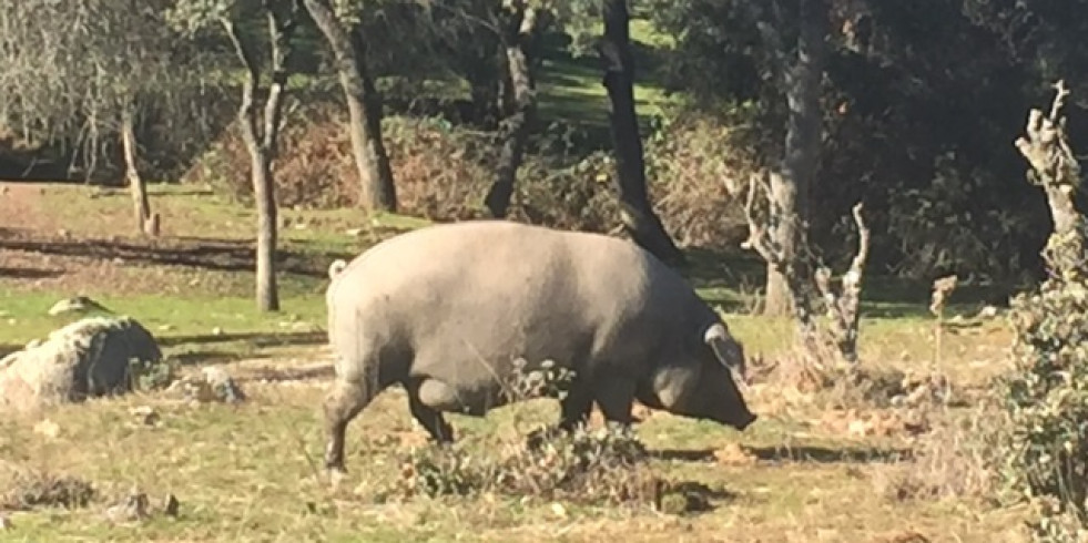 Analizan muestras de cerdos españoles y no detectan el circovirus porcino 4