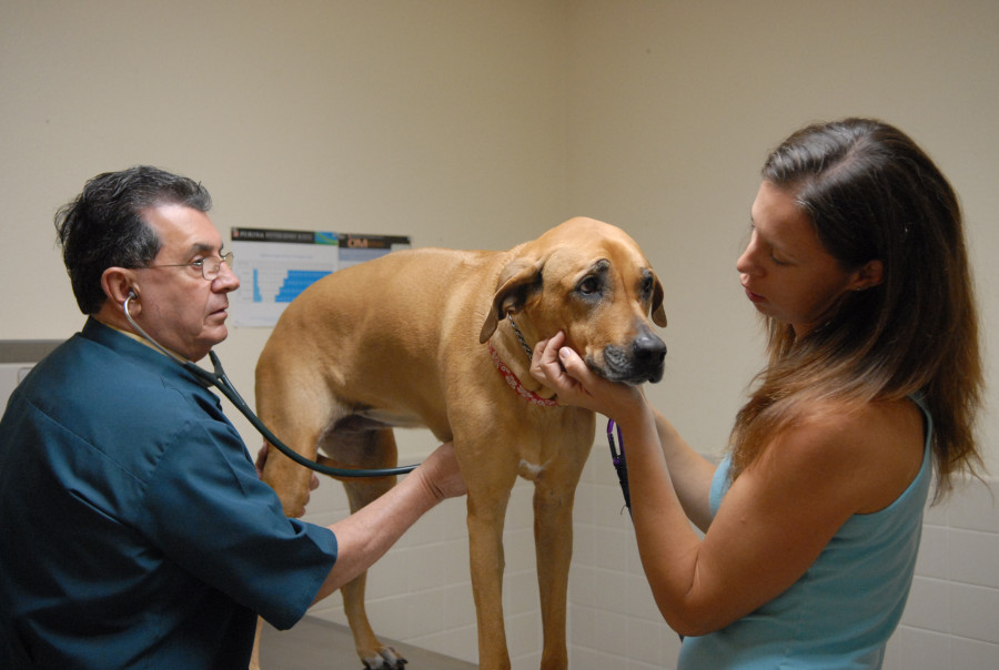 problemas gastroentestinales perros