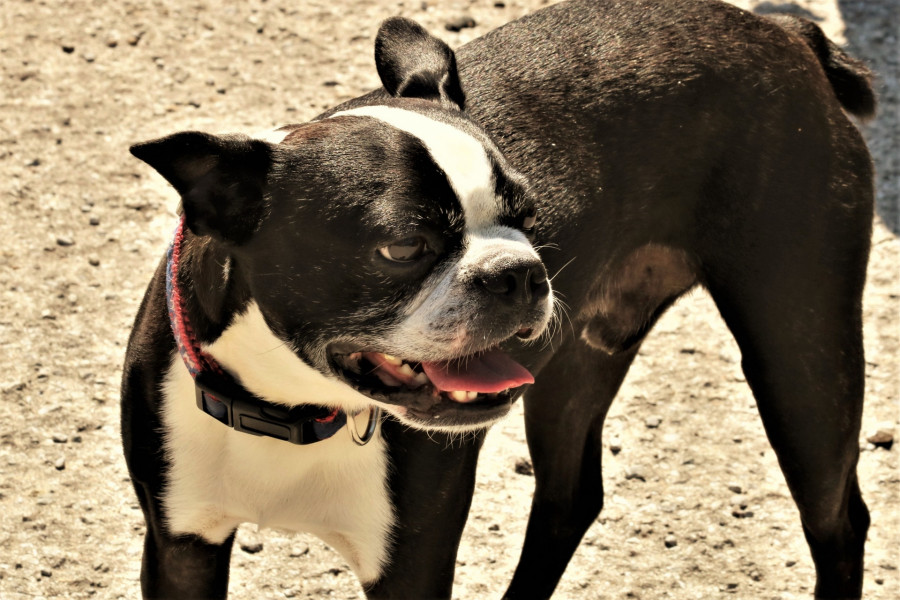 Boston terrier