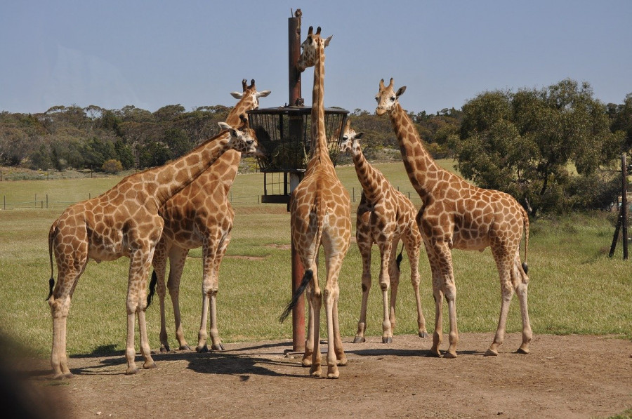 zoo acuarios coronavirus