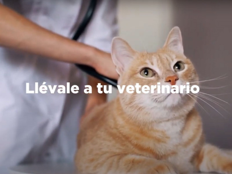 Llévale a tu veterinario hill's