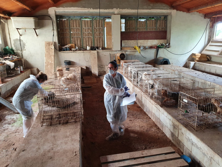 rescate animal perros