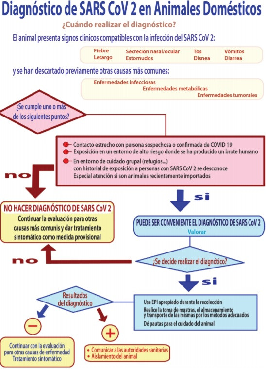 Protocolo coronavirus mascotas