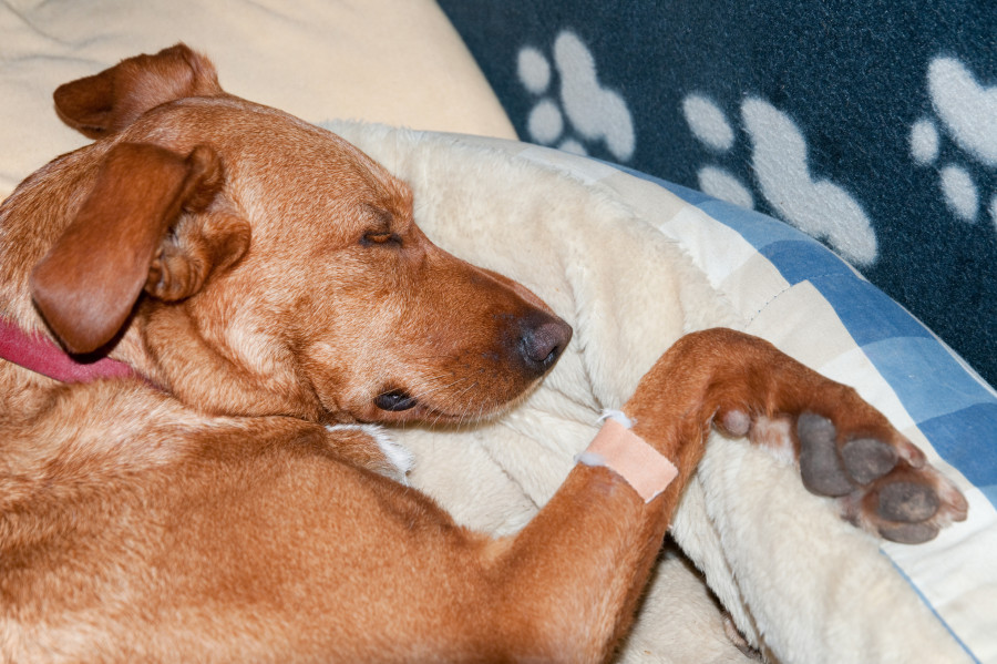 bioadhesivo para heridas en animales