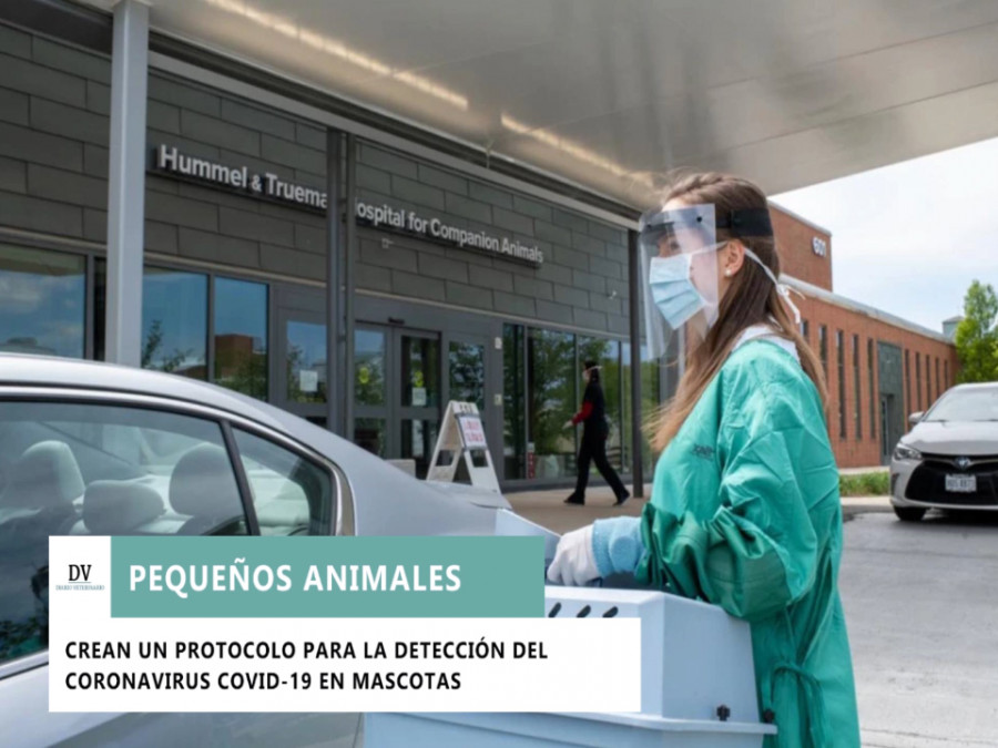actualidad veterinaria