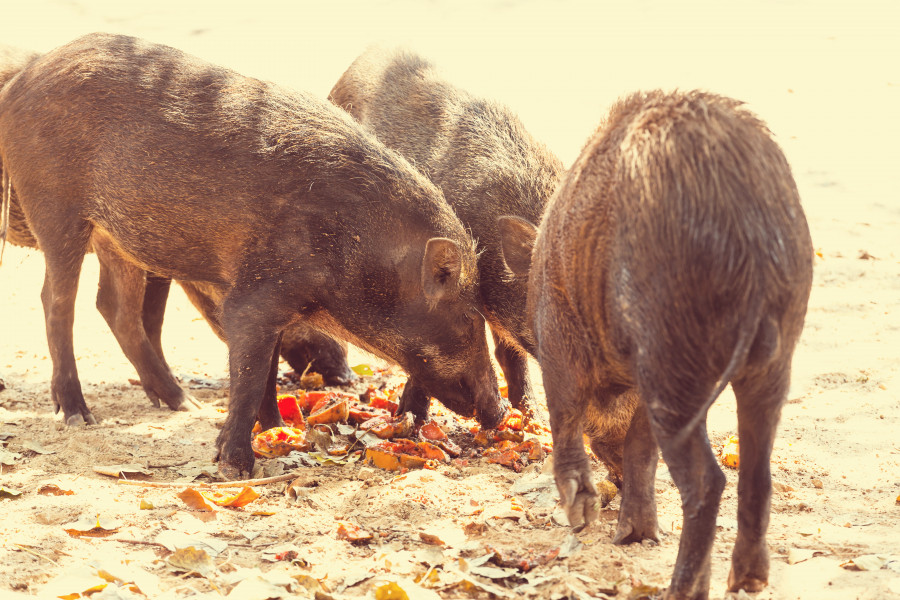 veterinarios actividades cinegéticas caza jabalí