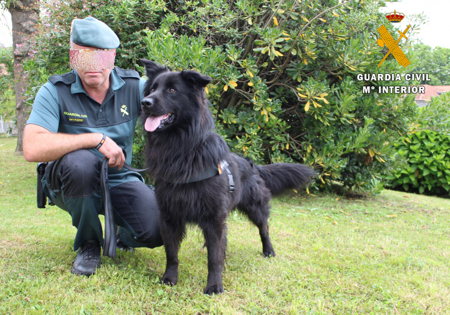 perro guardia civil