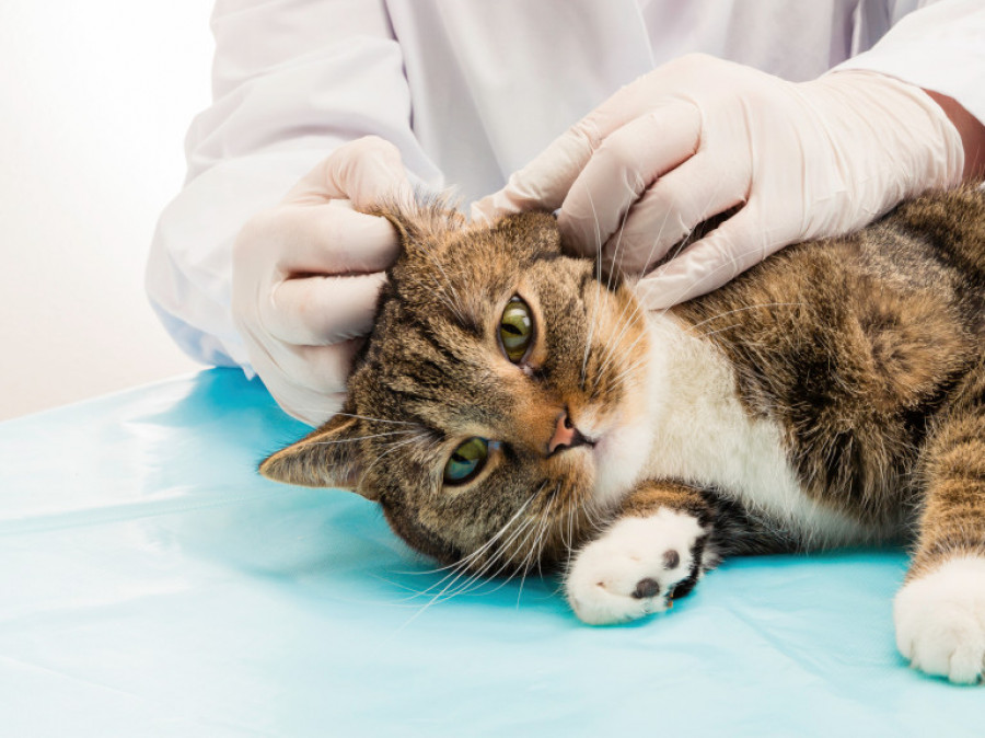 Gatos coronavirus covid