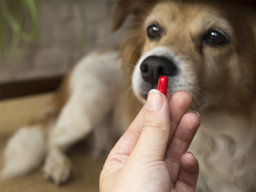 Perro medicamento