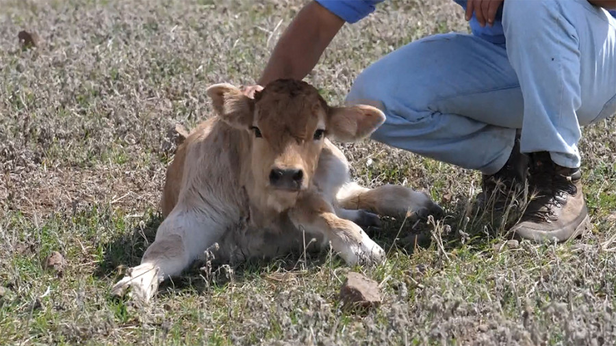 saneamiento ganadero muerte veterinario tragsatec lugo