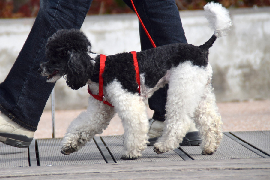 PaseoPerros