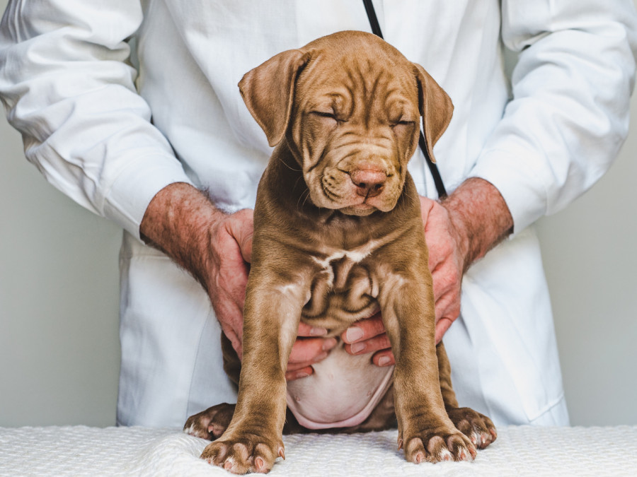 perros veterinario sistema inmune
