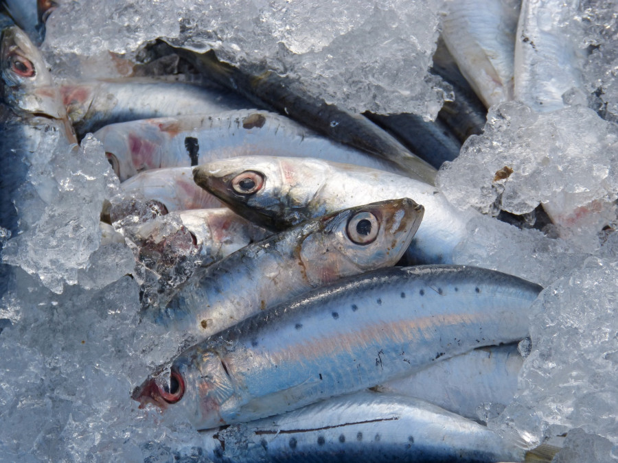 Sardinas anchoas microplásticos