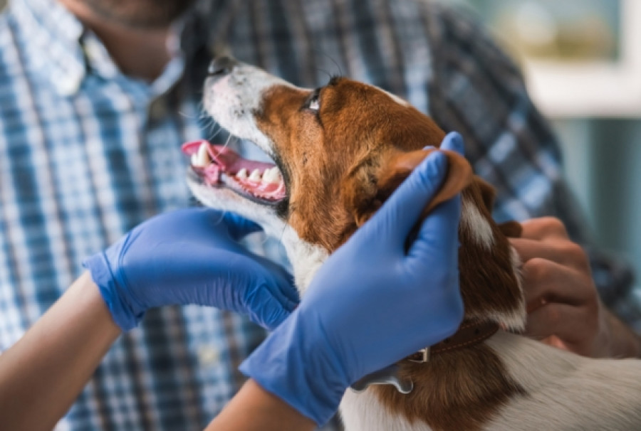 Dirofilaria gusano del corazón perros