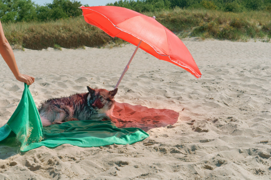 perro golpe de calor verano