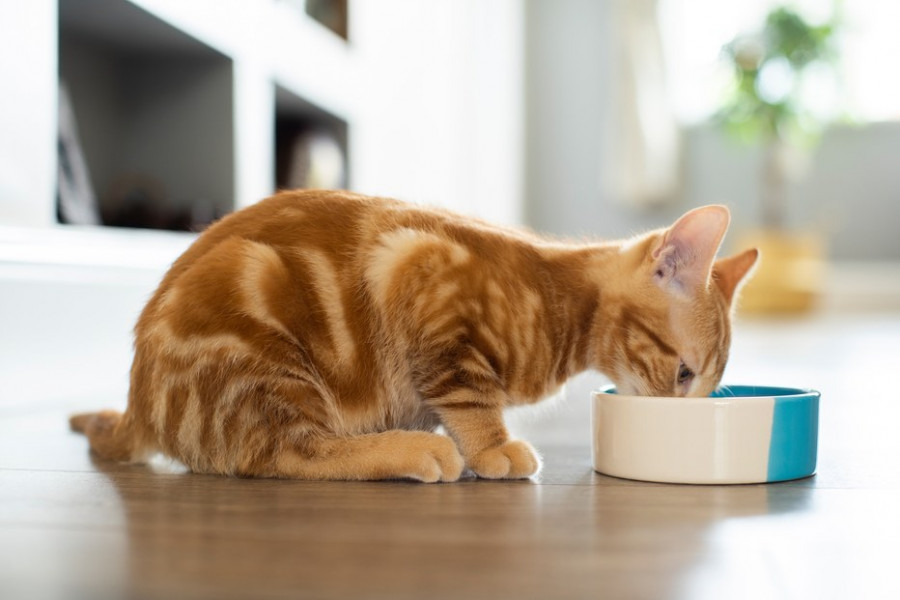 petfood mascotas datos industria