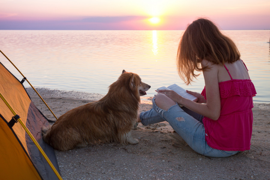 viajar con perros