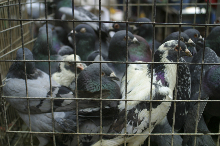 comercio vida silvestre interacción humana animal