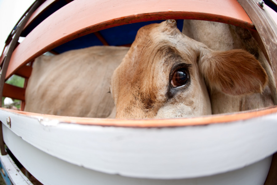 transporte animal