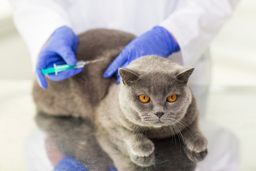 medicina veterinaria preventiva vacunas gatos
