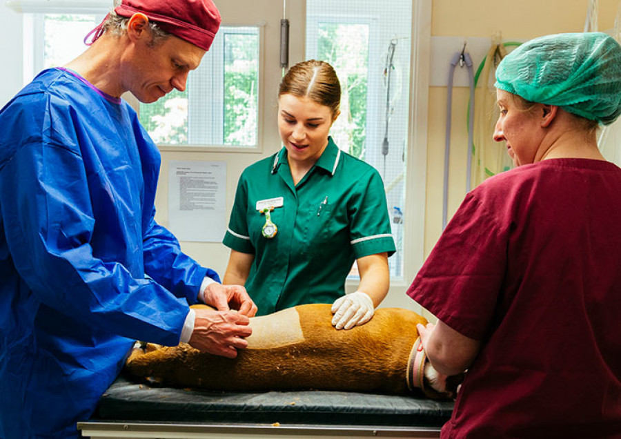 Veterinaria trabajo paro
