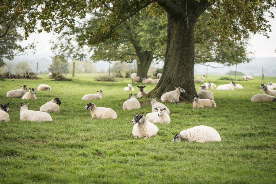 ganadería cambio climático ovejas