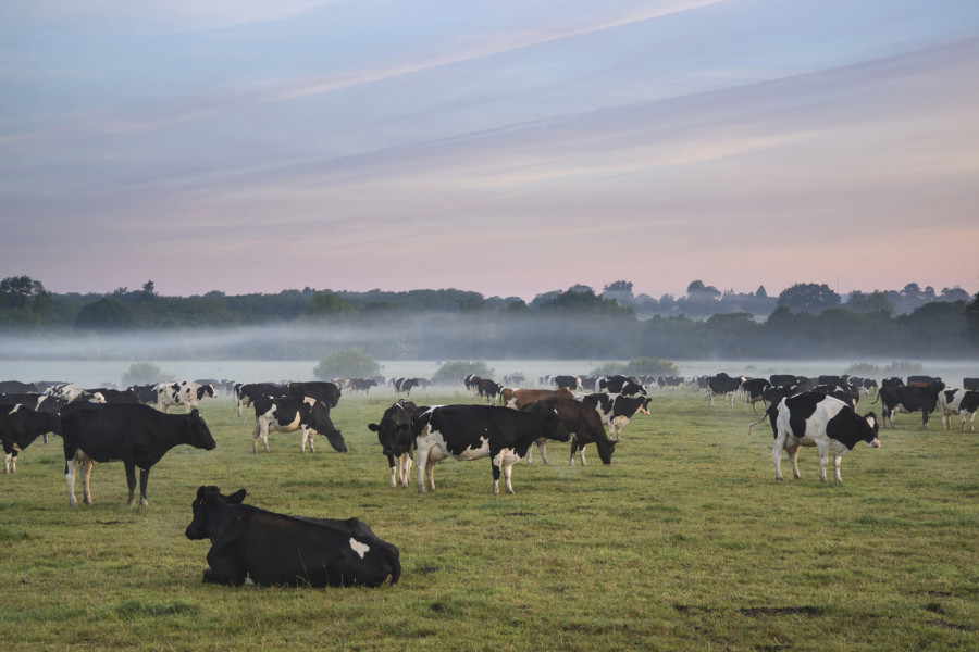vacas rumiantes