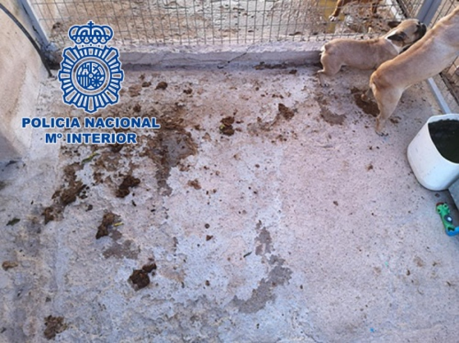 Criadero ilegal perros