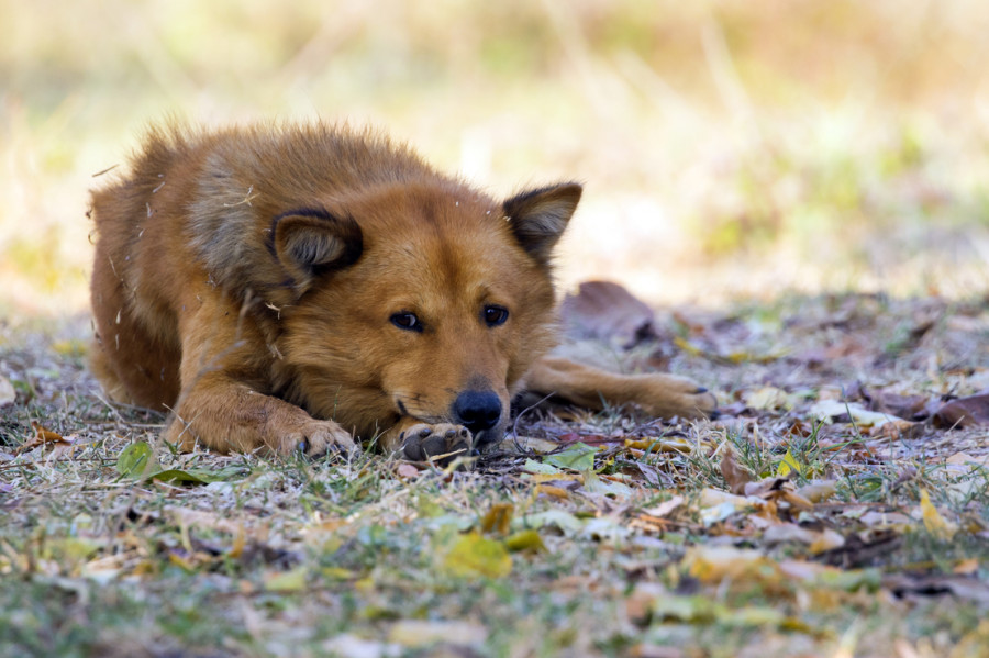 perros leishmania leishmaniosis
