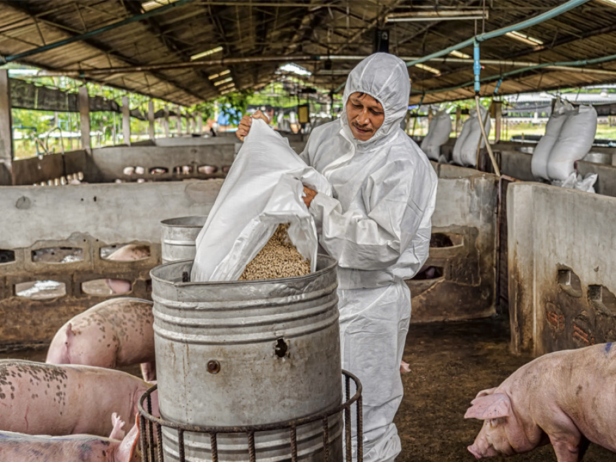 Peste porcina africana aditivos alimentarios cerdos