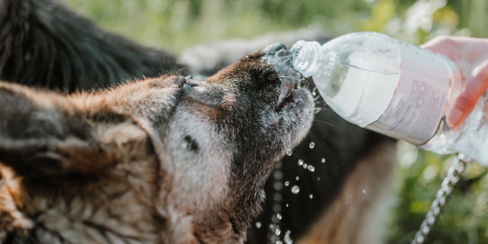 Cómo mantener a las mascotas frescas en verano