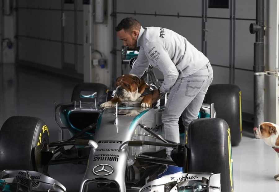 Lewis bulldog veganismo