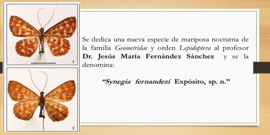 30 2020 07 10 Nueva especie Synegia fernandezi Expósito  web